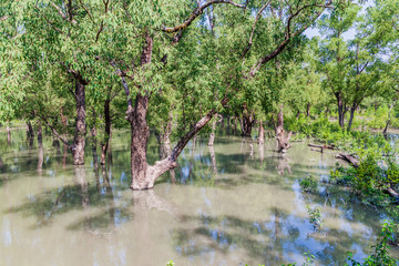 Flooded forest at Hiron Point in Sundarbans, Bangladesh