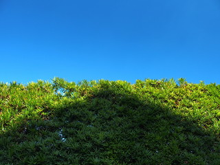 Naklejka premium 屋根の影の映る槇の生垣と青空