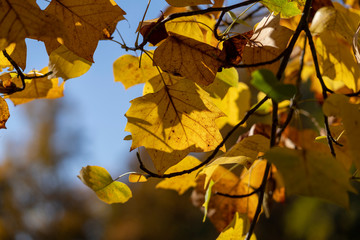 Fototapeta na wymiar Foliage at fall in the Monza Park