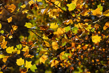 Foliage at fall in the Monza Park