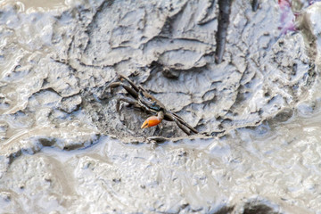 Crab in a mangrove forest in Sundarbans, Bangladesh