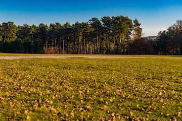 vew at cannock chase forest