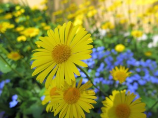 yellow flowers in garden