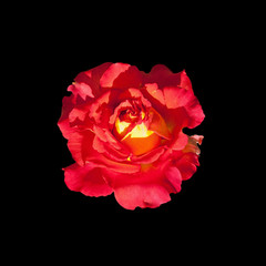 Beautiful red rose isolated on a black background