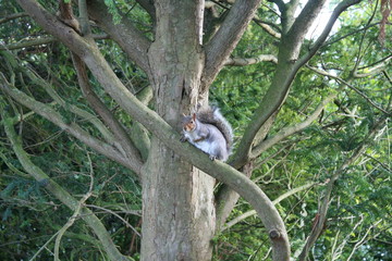 squirrel on tree