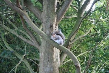 squirrel on tree