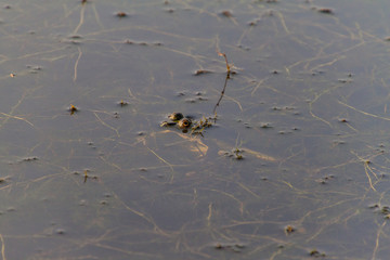Frog in a pond in Sundarbans, Bangladesh