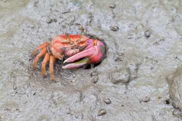 Crab in a muddy mangrove forest of Sundarbans, Bangladesh