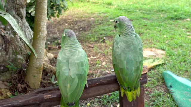 Static shot of two free male gree Amazon parrots sitting on a porch in the Rainforest Jungle in Peru, Brazilian border