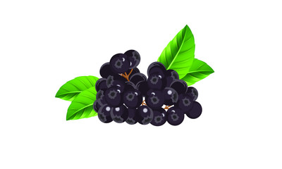 Aronia Berry, Fruit Organic Design
