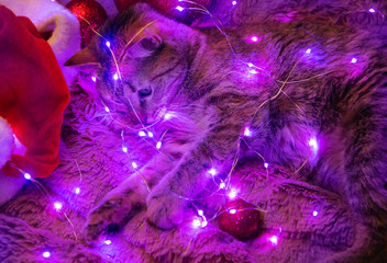 Cat lying on soft plaid and playing with led light garland in Christmas night.