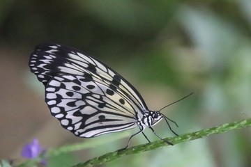 butterfly resting