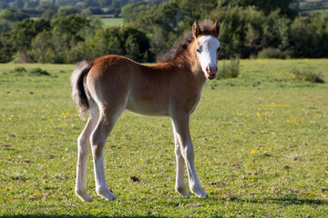 Naklejka na ściany i meble Young foal with a white face stands looking towards the camera in field on spring day.