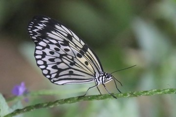 butterfly resting