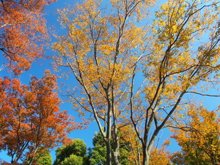 黄葉の欅と紅葉の欅と青空