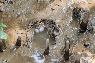 Tiger footprint in a mangrove forest of Sundarbans, Bangladesh
