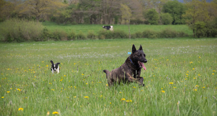 Brindle dog bonding across meadow enjoying his exercise.