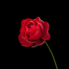 Beautiful red rose isolated on a black background