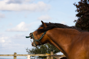 Close up shot of bay pony appearing to look into distance and shout.