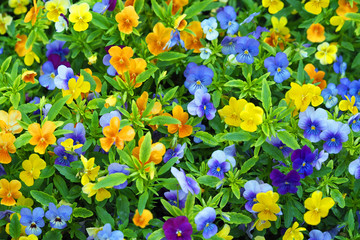 Vivid pansy flowers at the flowerbed, heartsease, spring flower. Beautiful colorful pansies in the garden. Flower background