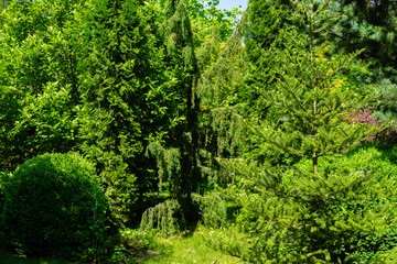 Landscape garden with evergreens against blue spring sky. Hortsman Juniper, Japanese Glauka pine, Pychia korean western arborvitae and boxwood as exampleuse evergreens in landscape design.