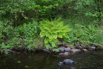 Fototapeta na wymiar Beautiful greenery and ferns growing in shady damp spot by side of river.