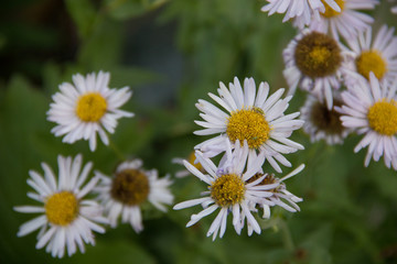 daisies in a field