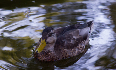 duck in the water