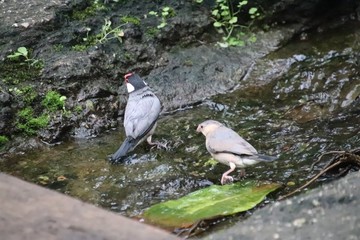 Bird washing in water