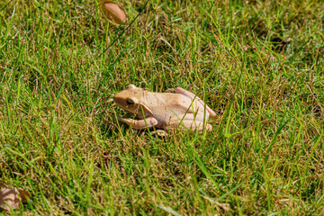 Tree frog in grass closeup