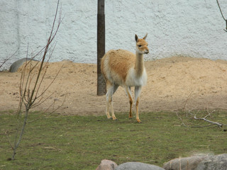 kangaroo in the zoo