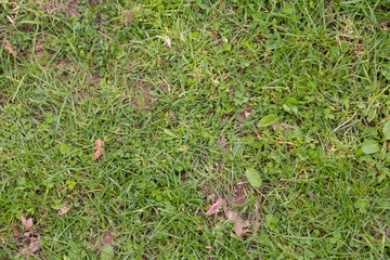 Grass with lots of weeds in it.