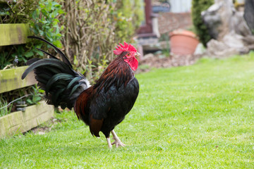 Cockrel/rooster enjoying roaming free in english countryside on a summers day.