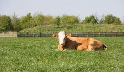 Pretty cow lying in meadow.on spring day