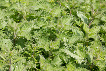 Nettles in close up.