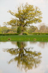 beautiful landscape view of tree in english countryside , with reflections showing in lake water nearby.