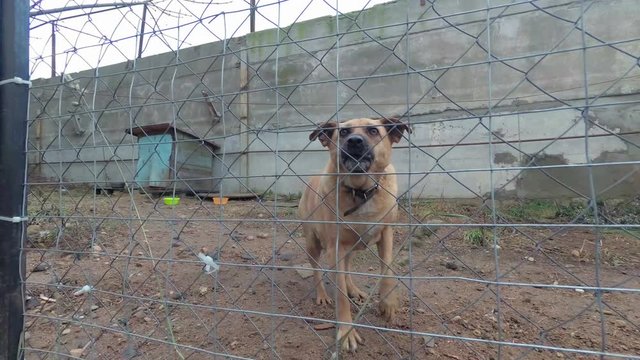 A vicious guard dog guards the territory.