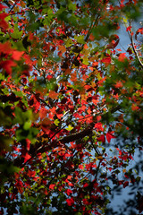 red berries on a tree