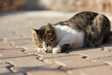 portrait of a cute cat