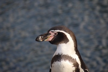 portrait of a pinguin