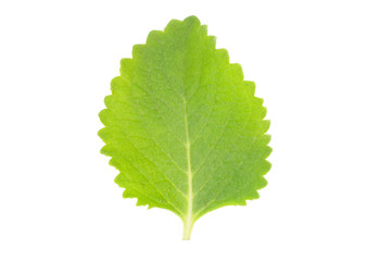 Green leaves nature on white background, Closeup