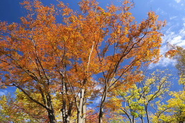 紅葉の欅と青空