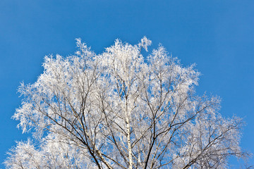 Frosted tree in frosty day against the blue sky