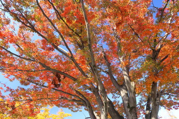 紅葉の欅と青空