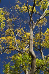 Fototapeta premium 黄葉の欅と青空