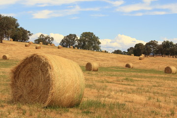 golden brown hay bails on the farm landscape
