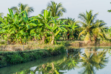 Obraz premium Banana trees and a pond in Bagerhat, Bangladesh