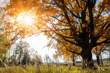 Fototapeta na wymiar Beautiful big old autumn oak tree in sunlight. Sunny autumn landscape background nature