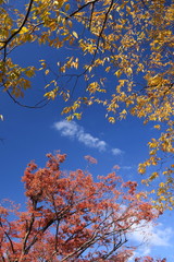 黄葉の欅と紅葉の欅と青空