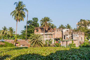 Palms and houses in Khulna, Bangladesh